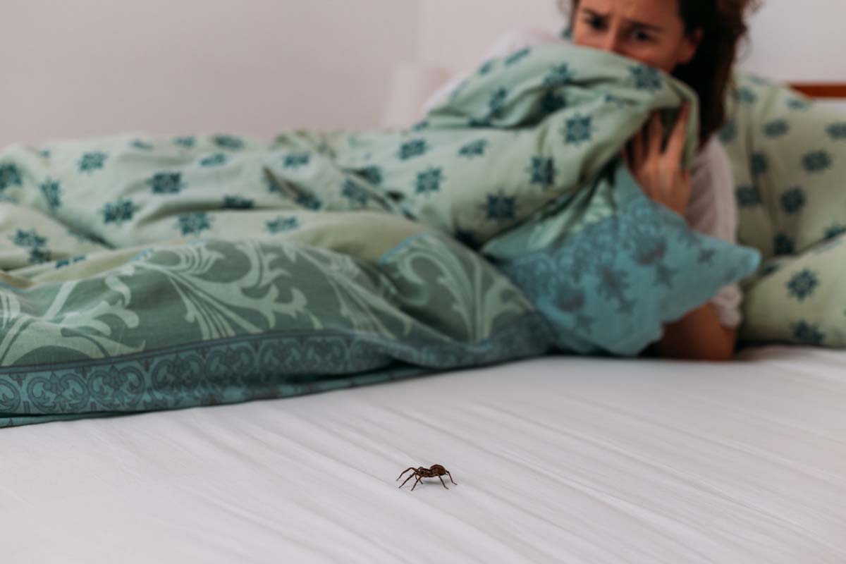 7 Easy Ways to Keep Spiders Out of Your Bedroom While Sleeping